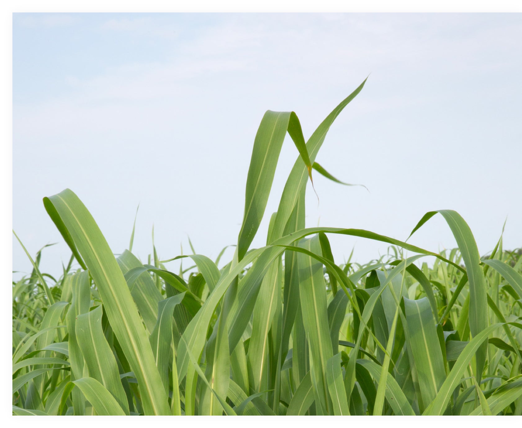 picture of blades of grass